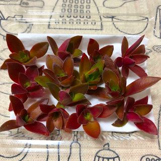 多肉植物☆紅葉祭りカット苗セット(その他)