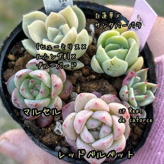 多肉植物 セット 小苗 実生苗 葉挿し苗 エケベリア(その他)