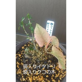 斑入り(イタドリ・クコの木)(プランター)