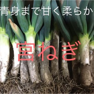 宮ねぎ　80サイズ発送(野菜)