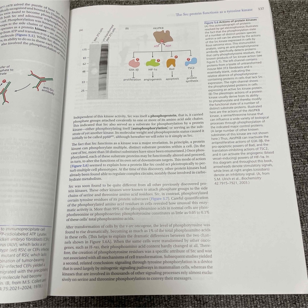 英語版　がんの生物学　第２版　The Biology of Cancer エンタメ/ホビーの本(健康/医学)の商品写真