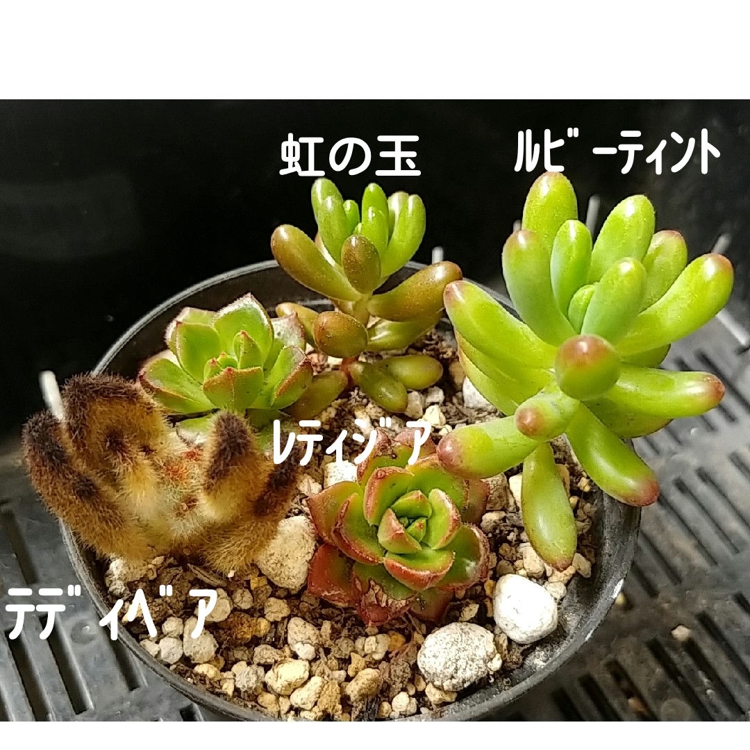 多肉植物抜き苗ﾙﾋﾞｰﾃｨﾝﾄ ハンドメイドのフラワー/ガーデン(その他)の商品写真