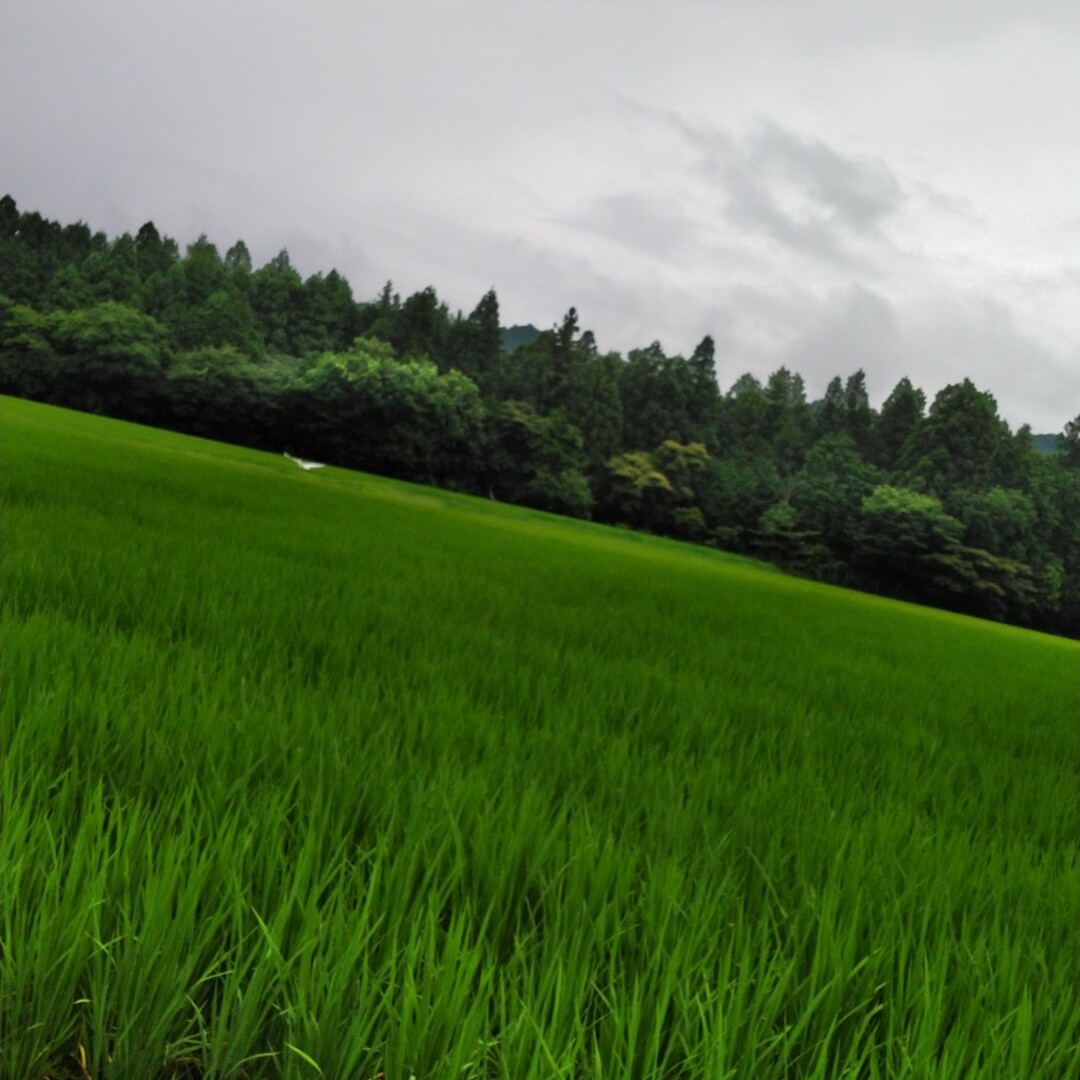 令和5年産栃木県コシヒカリ特一等10キロ無農薬のお米になります 食品/飲料/酒の食品(米/穀物)の商品写真