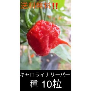 送料無料‼️世界一辛い唐辛子　キャロライナリーパー　種10粒(野菜)