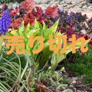 ギボウシ　ホスタ　斑入り　耐寒性宿根草(その他)