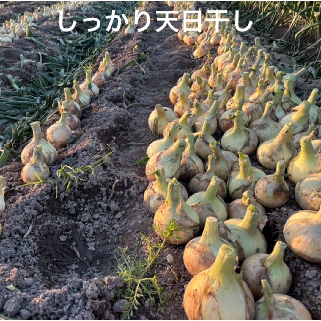 こっちゃん様用 淡路島産新玉ねぎ 5kg 高糖度 新たまねぎ 新玉葱 新タマ 食品/飲料/酒の食品(野菜)の商品写真