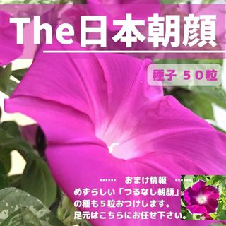 （種子）大輪あさがお ー 紅色　種子50粒(その他)