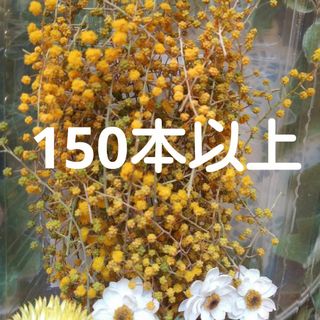 ミモザつぼみ＊150本以上(各種パーツ)