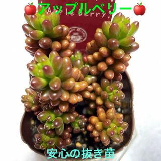 多肉植物　アップルベリー　安心の抜き苗　札付き(その他)