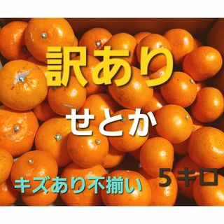 産地直送❕ 香川県産 訳ありせとか ５キロ(フルーツ)