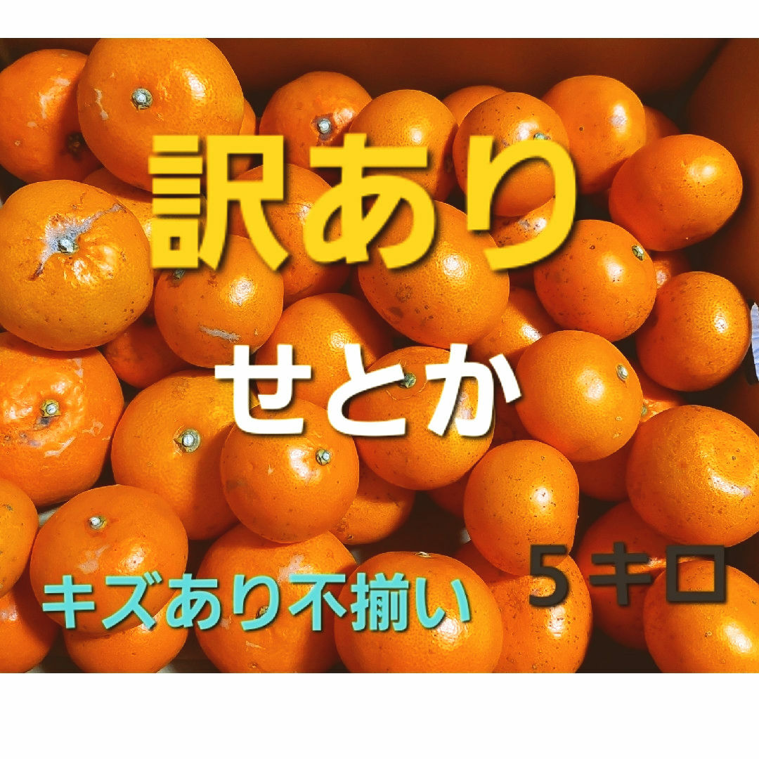 産地直送❕ 香川県産 訳ありせとか ５キロ 食品/飲料/酒の食品(フルーツ)の商品写真