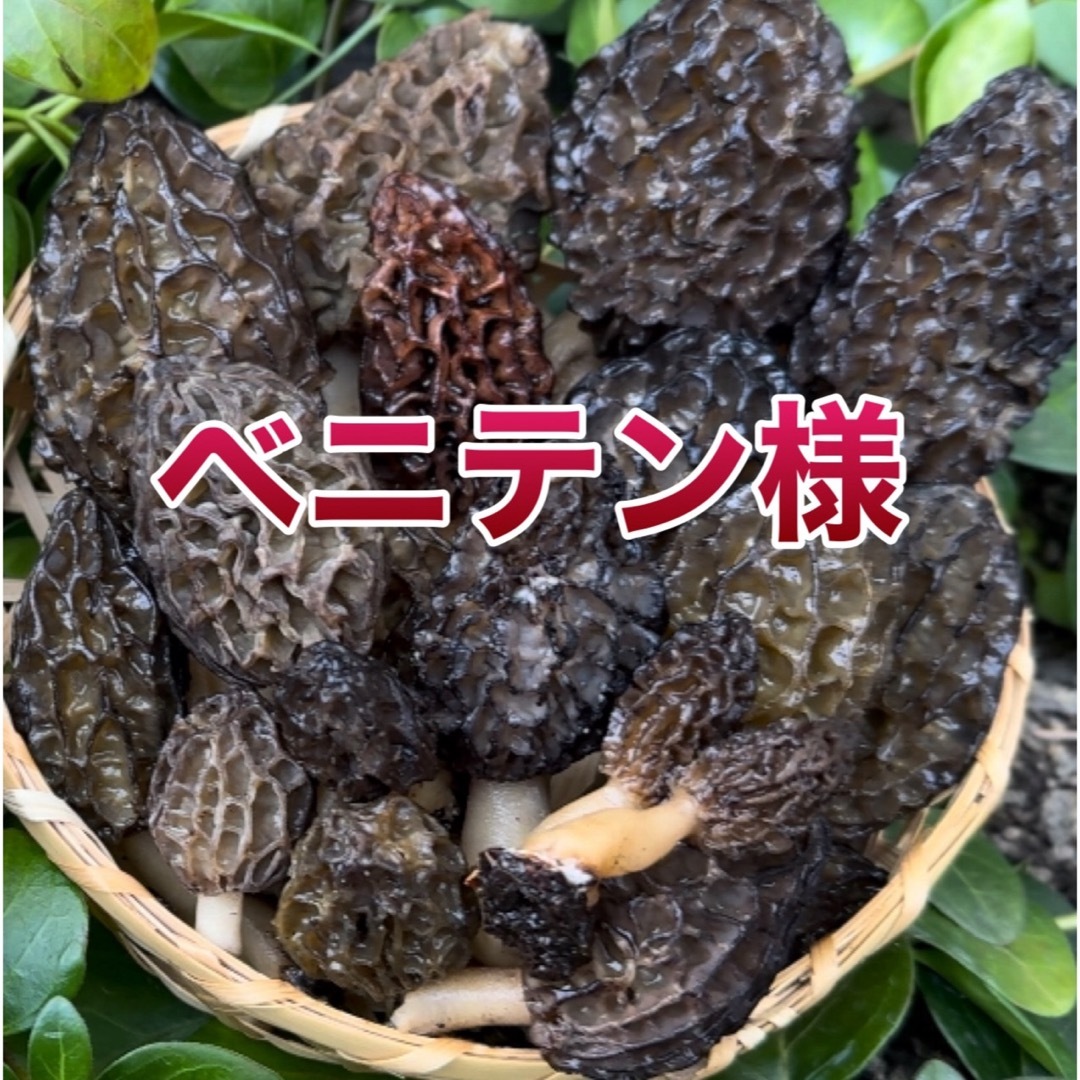 Morchella conica  食品/飲料/酒の食品(野菜)の商品写真