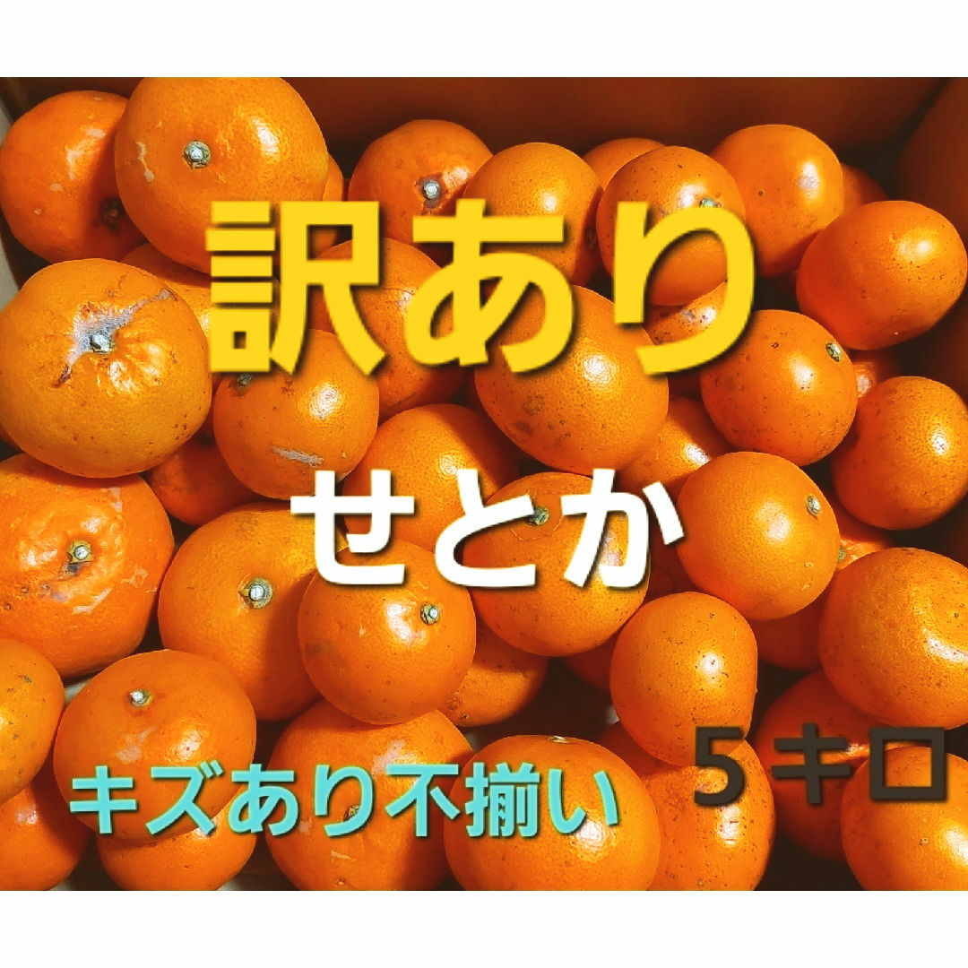 産地直送❕ 香川県産 訳ありせとか ５キロ 食品/飲料/酒の食品(フルーツ)の商品写真