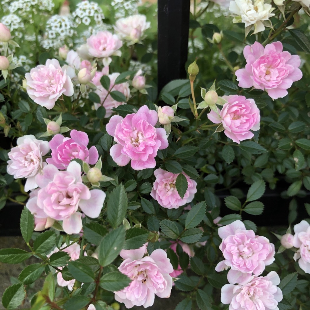 ミニつるバラ苗 真珠貝 バラ苗　ばら苗　薄ピンクのバラ ハンドメイドのフラワー/ガーデン(その他)の商品写真