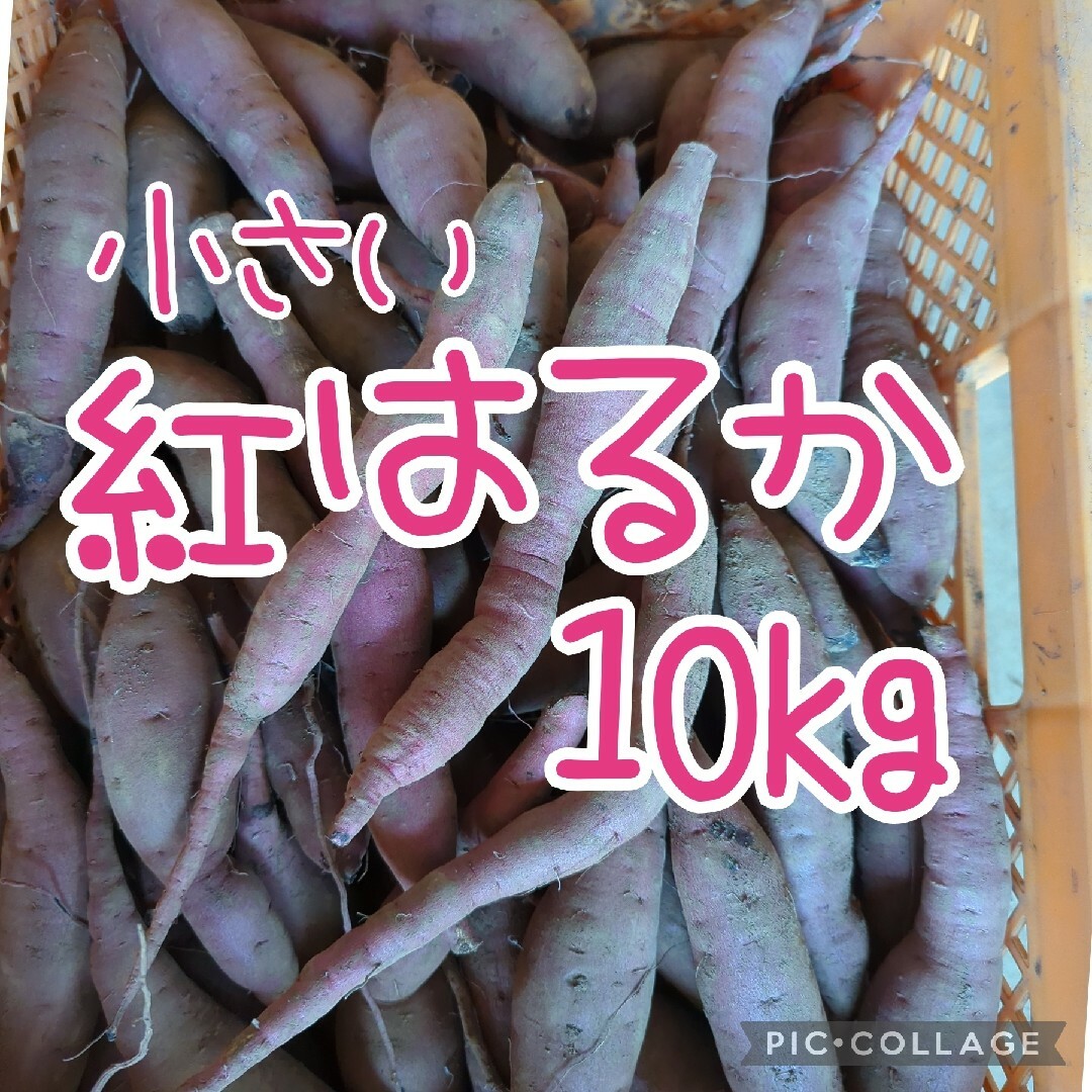 小さい紅はるか10kg 食品/飲料/酒の食品(野菜)の商品写真