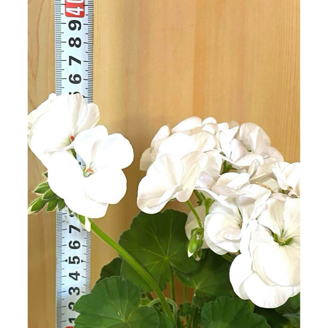 【新入荷】ゼラニウム　ピンク　花　花苗　鉢植え　匿名速達発送 ハンドメイドのフラワー/ガーデン(その他)の商品写真