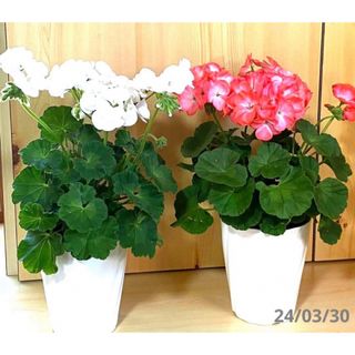 【新入荷】ゼラニウム　ピンク　花　花苗　鉢植え　匿名速達発送(その他)