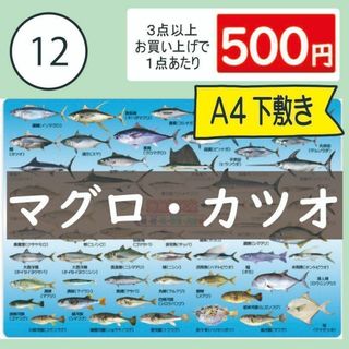 【12番】海産物大全　マグロ・カツオ・ブリ・青魚・フグ　下敷き1枚(その他)