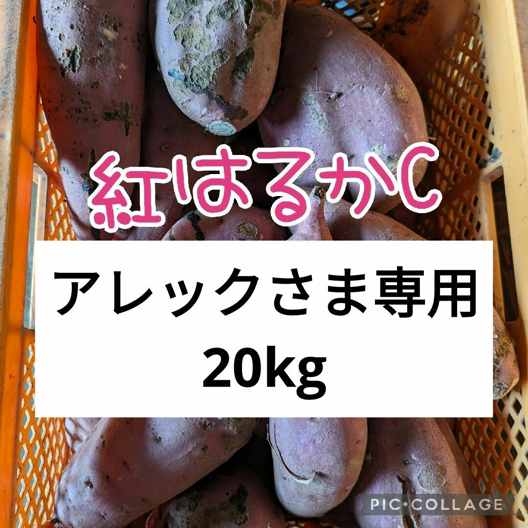 アレックさま専用　紅はるかC20kg 食品/飲料/酒の食品(野菜)の商品写真