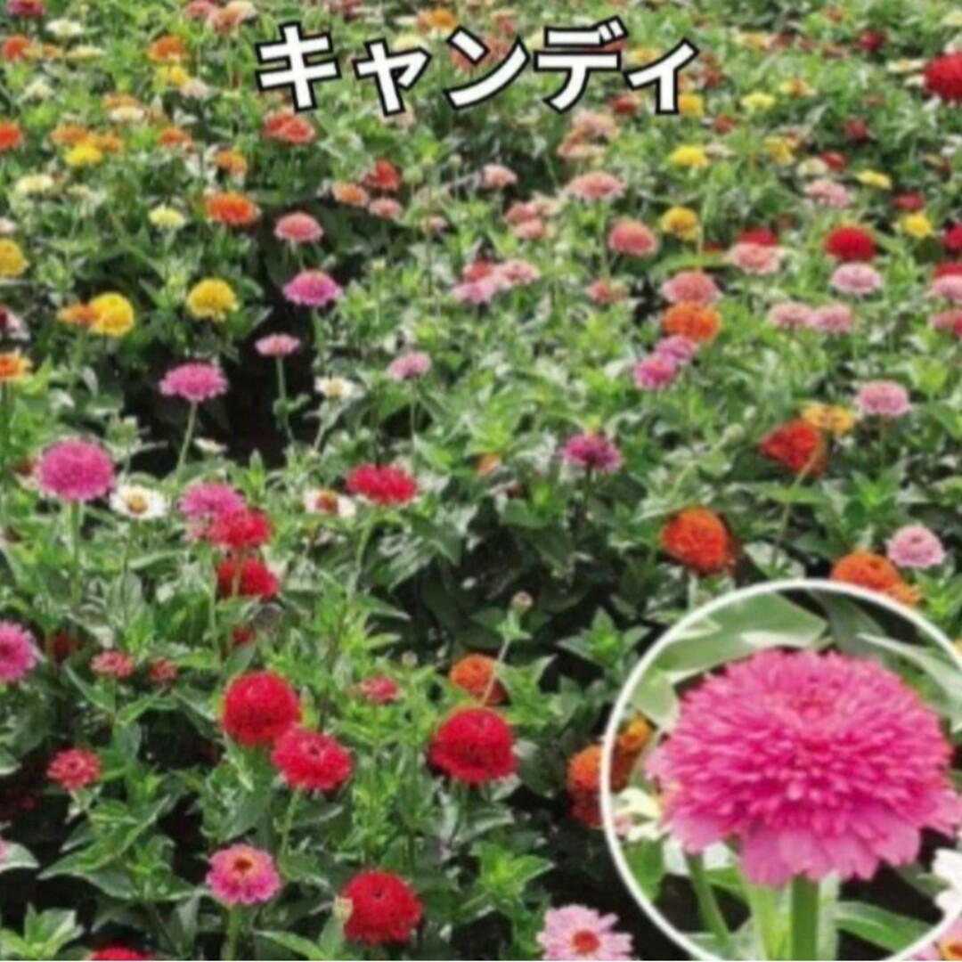 百日草《ジニア》数種類 カラフルミックス 種  花の種  花の苗 ハンドメイドのフラワー/ガーデン(その他)の商品写真