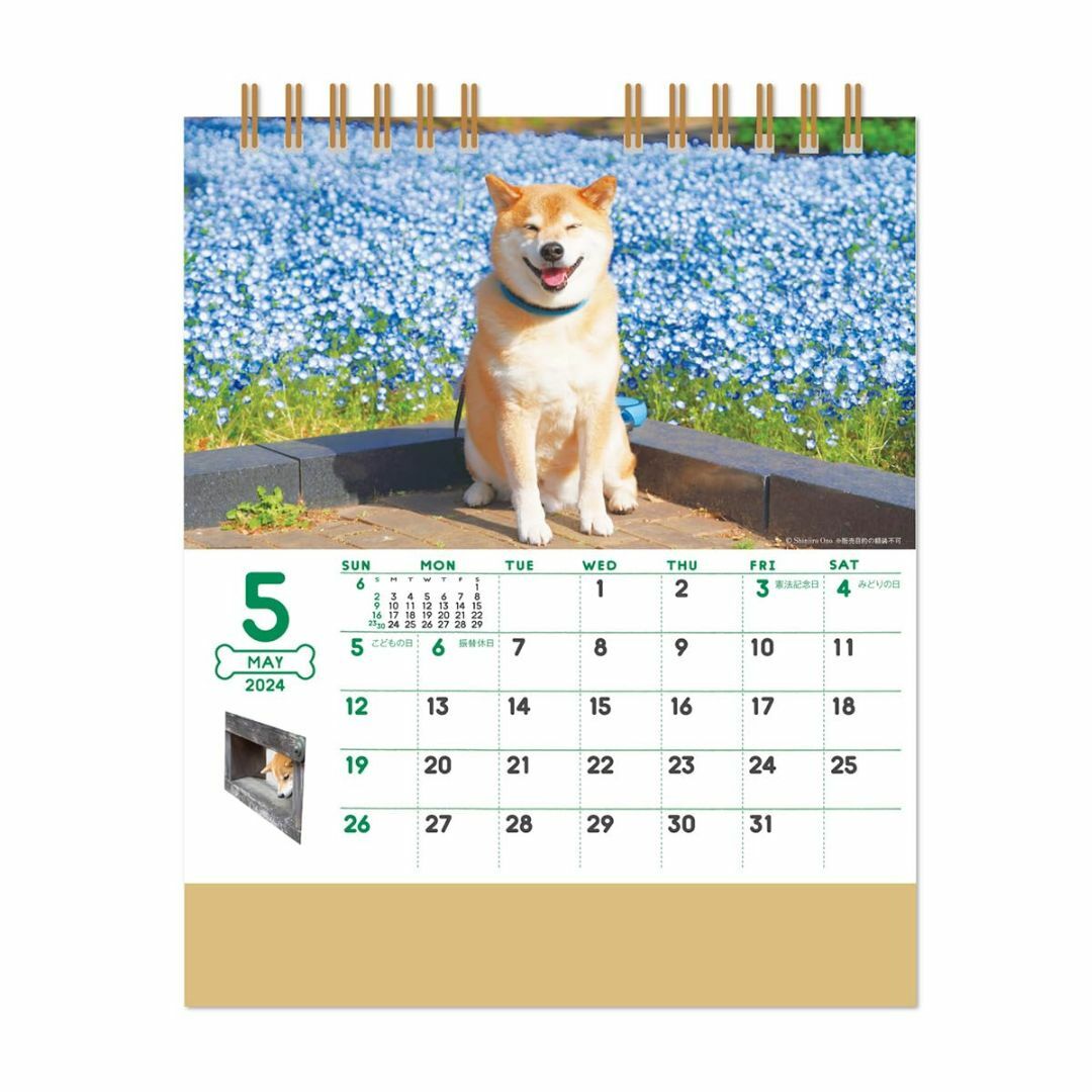 新日本カレンダー 卓上 柴犬まるとおさんぽ 2024年 カレンダー CL24-0 その他のその他(その他)の商品写真