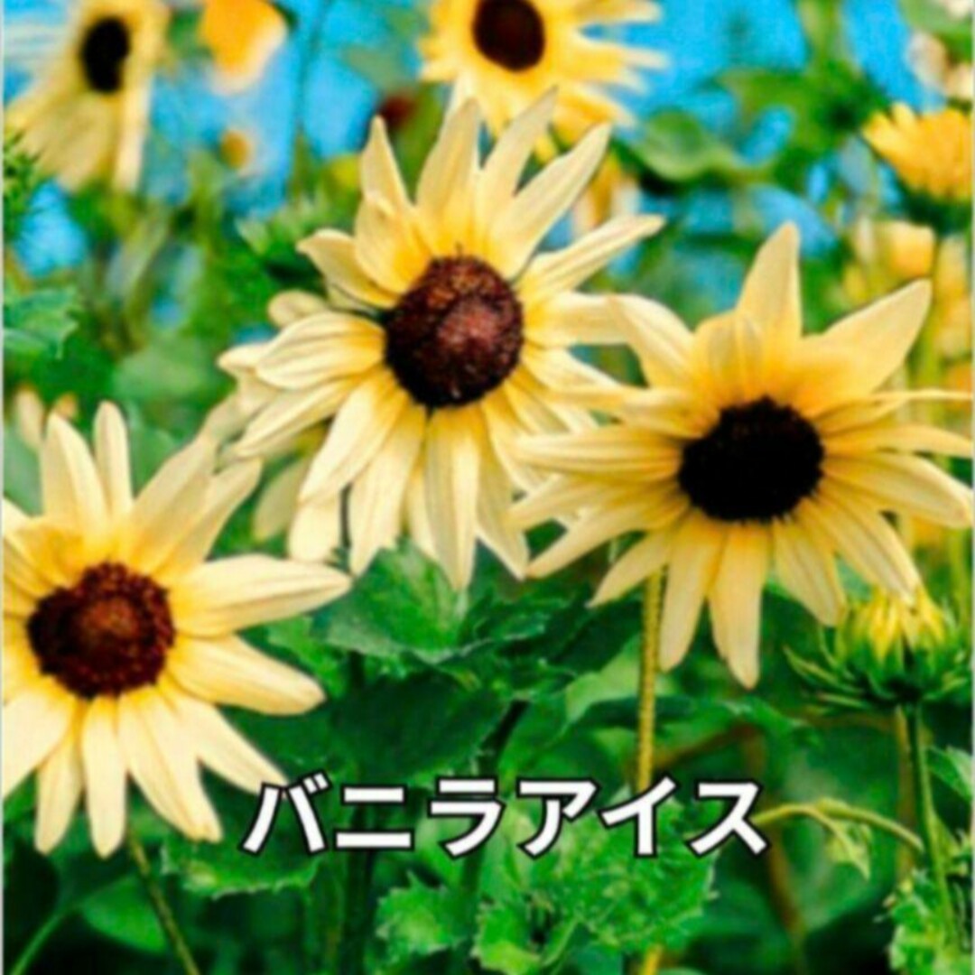 花の種《袋分けしてます❁⃘*.゜》ひまわり 種 夏の定番!! ❁⃘*花の苗 ハンドメイドのフラワー/ガーデン(その他)の商品写真