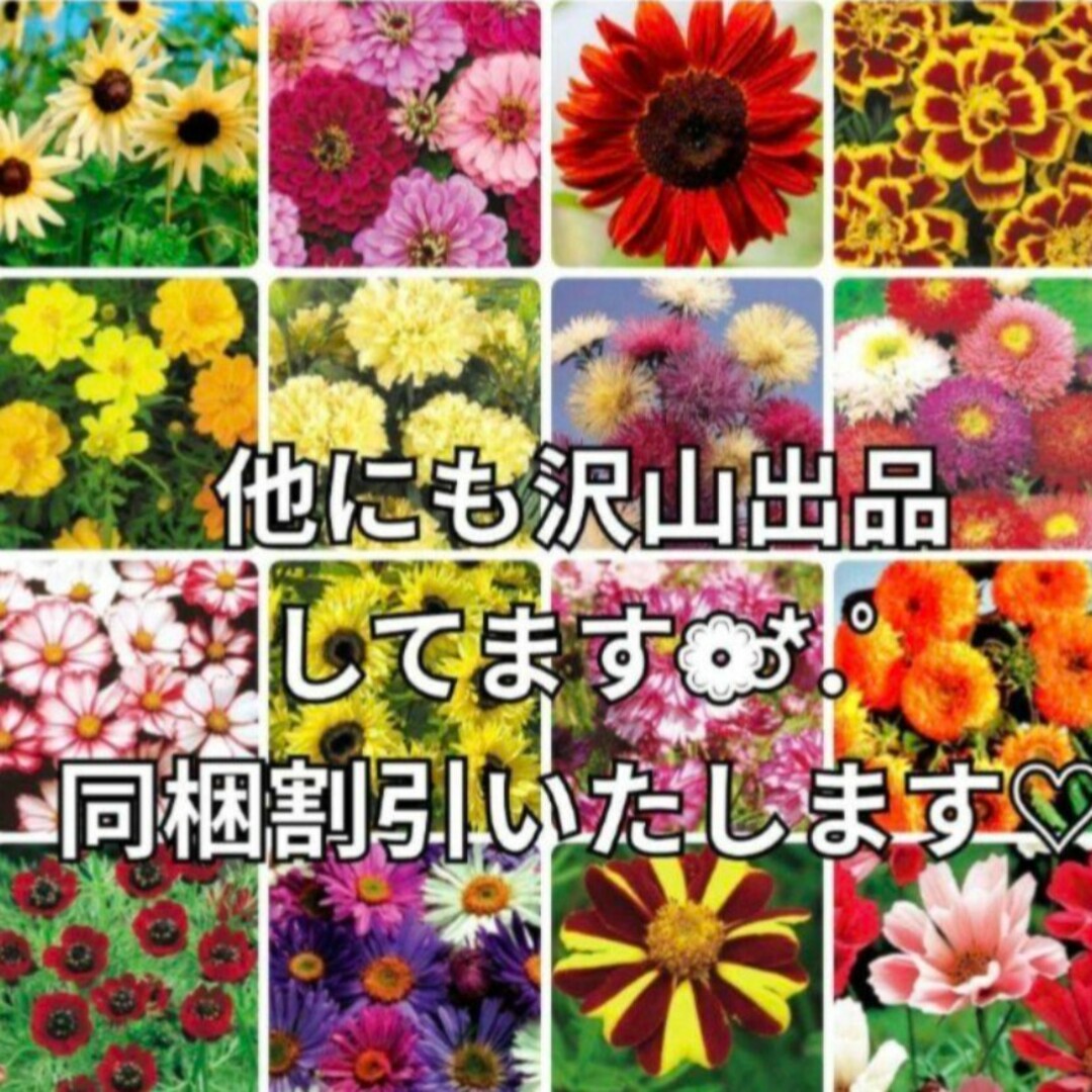 花の種《袋分けしてます❁⃘*.゜》ひまわり 種 夏の定番!! ❁⃘*花の苗 ハンドメイドのフラワー/ガーデン(その他)の商品写真