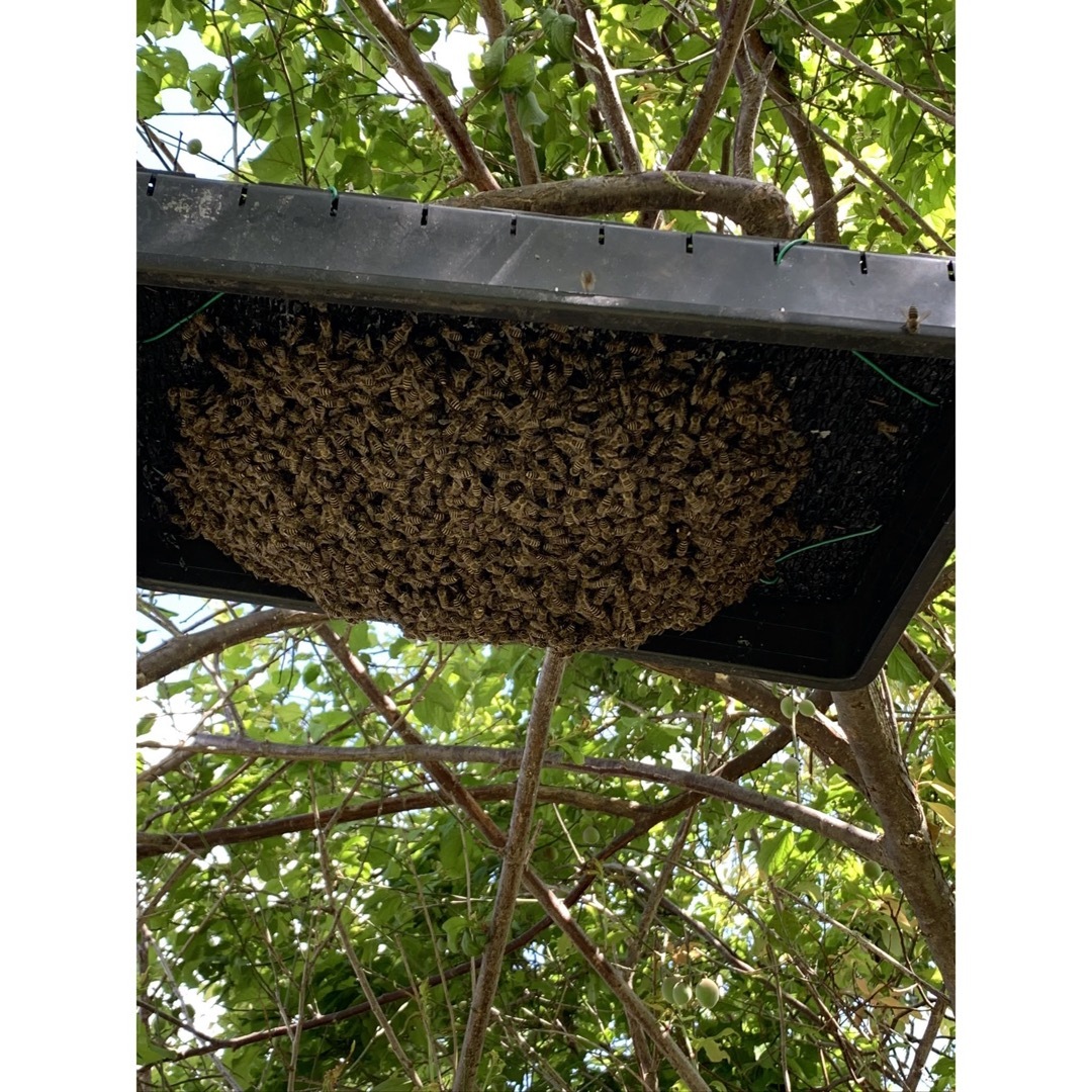 日本蜜蜂のミツロウ　120g×2個 その他のその他(その他)の商品写真