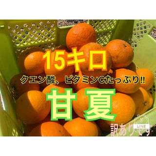 15キロ　大量　甘夏みかん　訳あり　お得(フルーツ)