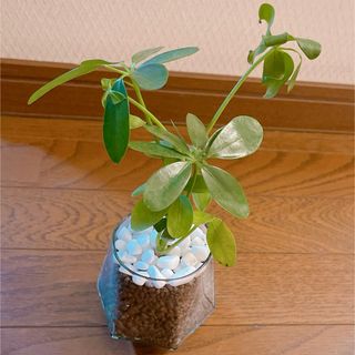 シェフレラ カポック 観葉植物 ハイドロカルチャー(その他)