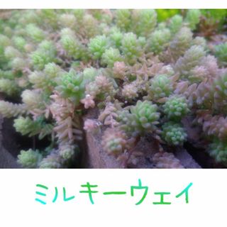 ミルキーウェイ　カット苗　多肉植物　セダム　グリーンカバー　寄せ植え(その他)