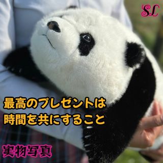 【新品】パンダ ぬいぐるみ プレゼント最適 シリコン爪 寄り添う_1(ぬいぐるみ)