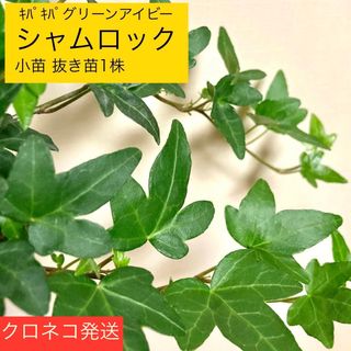 希少取引品種 シャムロック へデラ小苗1株(その他)