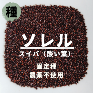 【種】ソレル　スイバ（酸い葉）　無農薬　400粒(野菜)