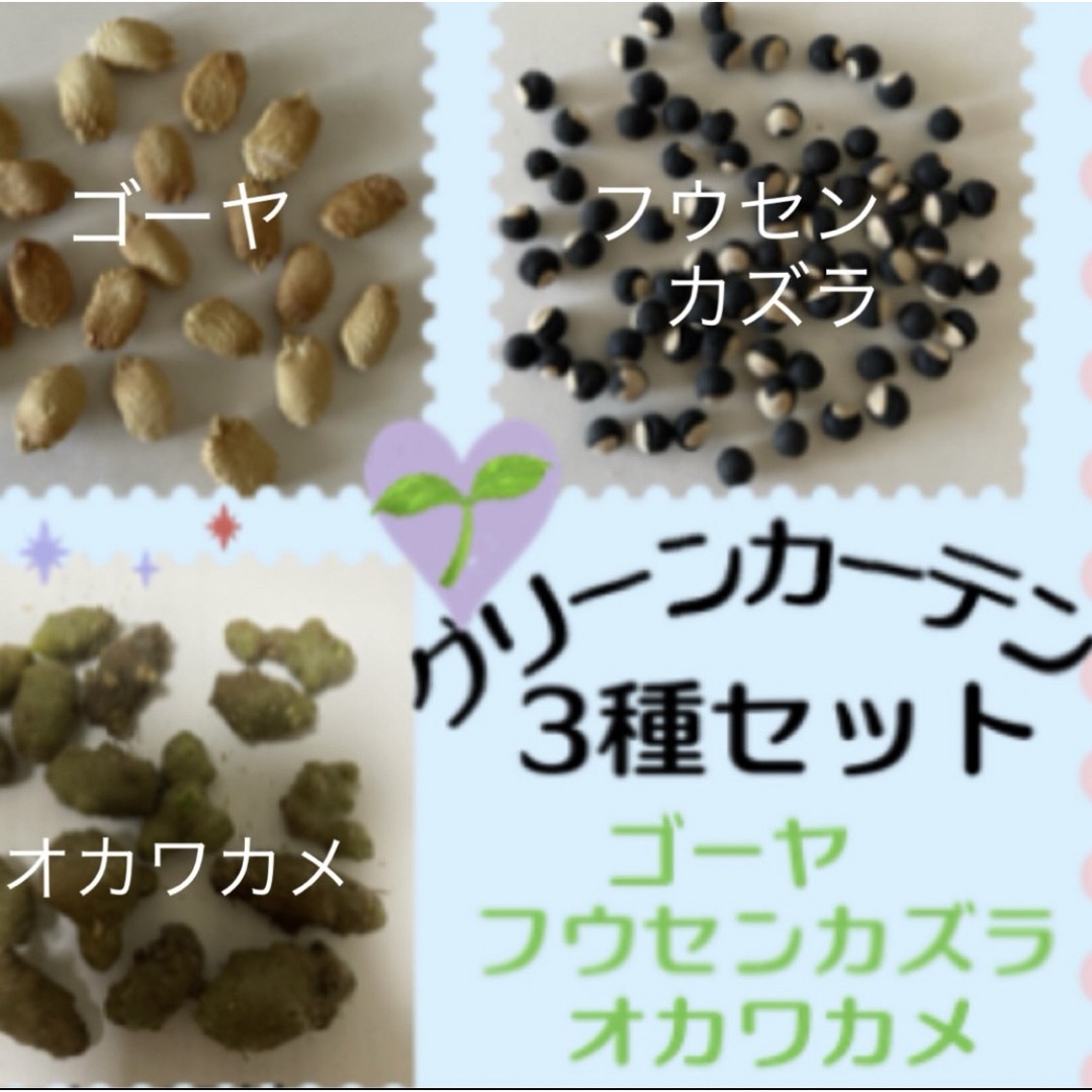 グリーンカーテン用3種セット【ゴーヤ3粒オカワカメ2粒フウセンカズラ10粒】 ハンドメイドのフラワー/ガーデン(その他)の商品写真