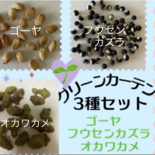 グリーンカーテン用3種セット【ゴーヤ3粒オカワカメ2粒フウセンカズラ10粒】(その他)