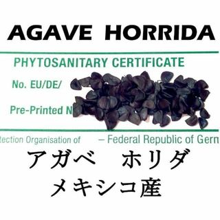 1月入荷 50粒+ アガベ ホリダ HORRIDA 種子 種(その他)