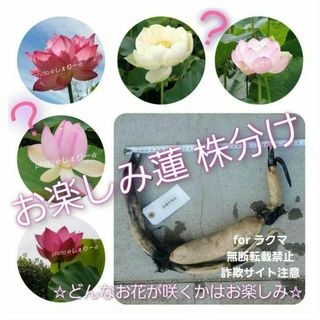 ☆ 株分け ☆  花蓮 蓮 蓮根 ☆ 『 お花はお楽しみ 』 株 苗 (B)☆(その他)