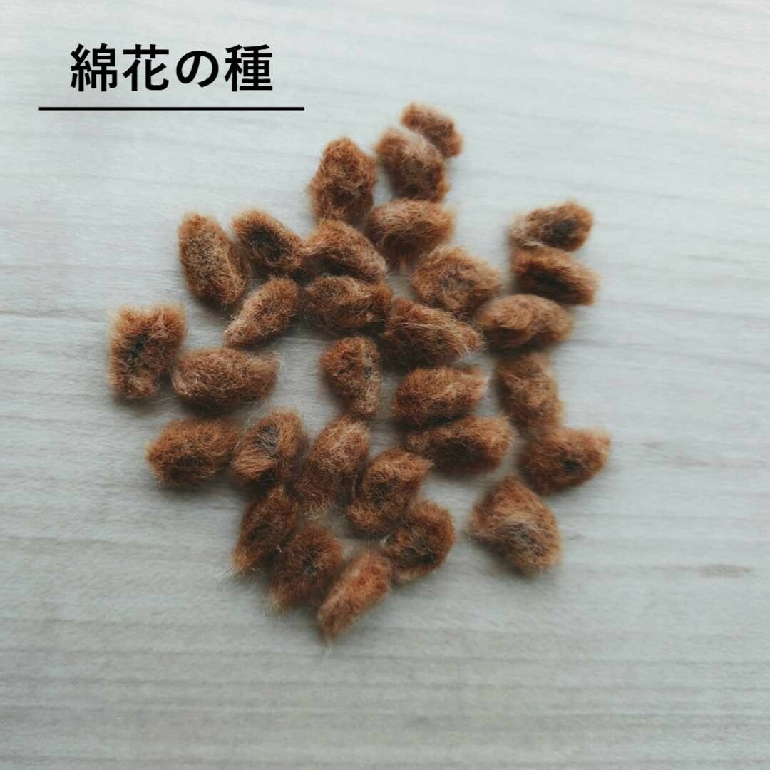 無農薬栽培　綿花の種　茶色　30粒 ハンドメイドのフラワー/ガーデン(その他)の商品写真