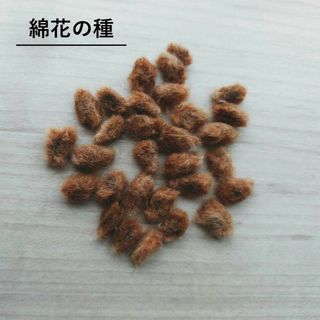 無農薬栽培　綿花の種　茶色　30粒(その他)