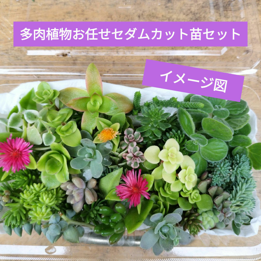 多肉植物お任せセダムカット苗セット ハンドメイドのフラワー/ガーデン(プランター)の商品写真