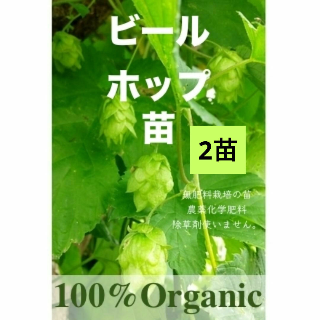 宿根　ホップ　ビール　地下茎　苗　自然栽培　ハーブ　 オーガニック　ゆうパ ハンドメイドのフラワー/ガーデン(その他)の商品写真