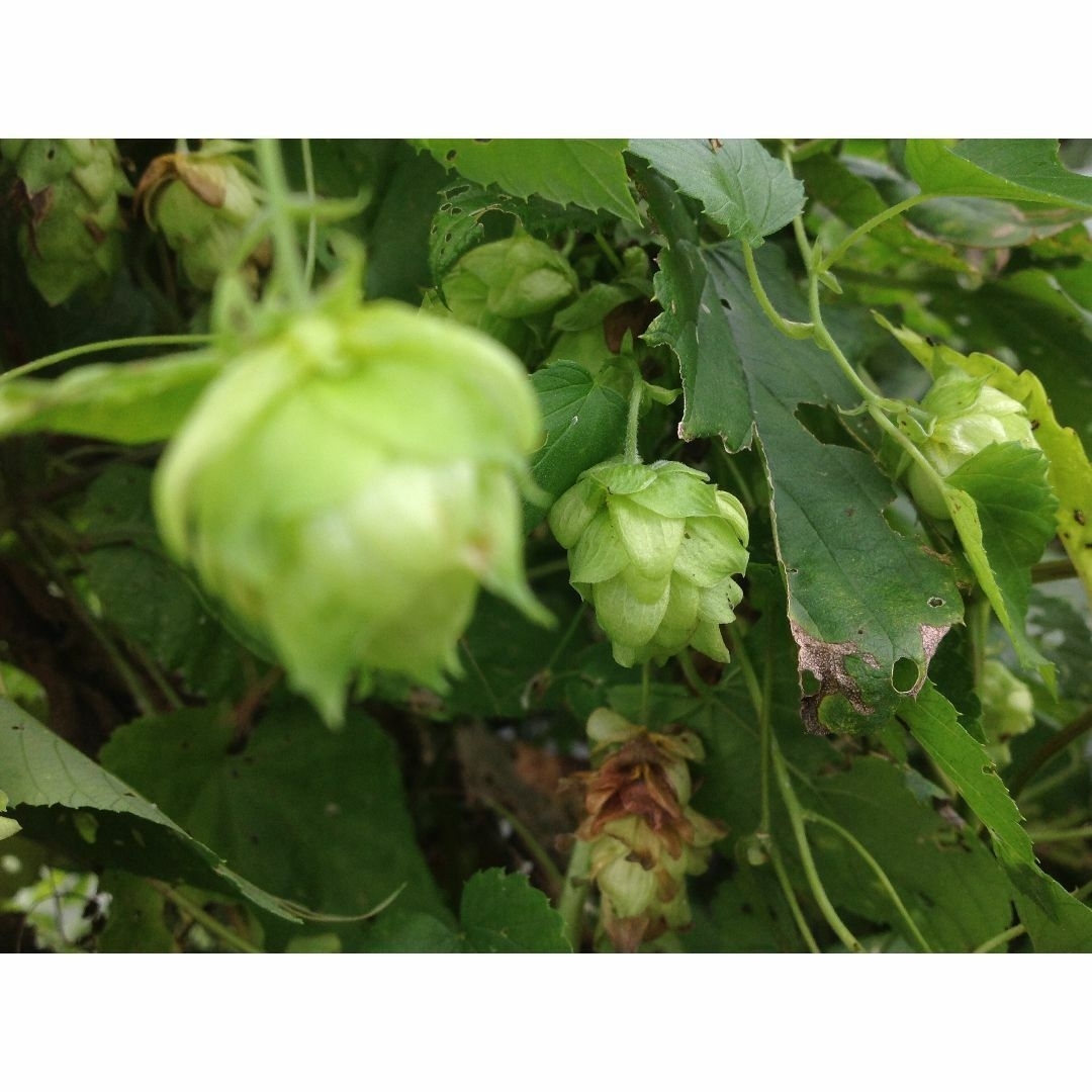 宿根　ホップ　ビール　地下茎　苗　自然栽培　ハーブ　 オーガニック　ゆうパ ハンドメイドのフラワー/ガーデン(その他)の商品写真