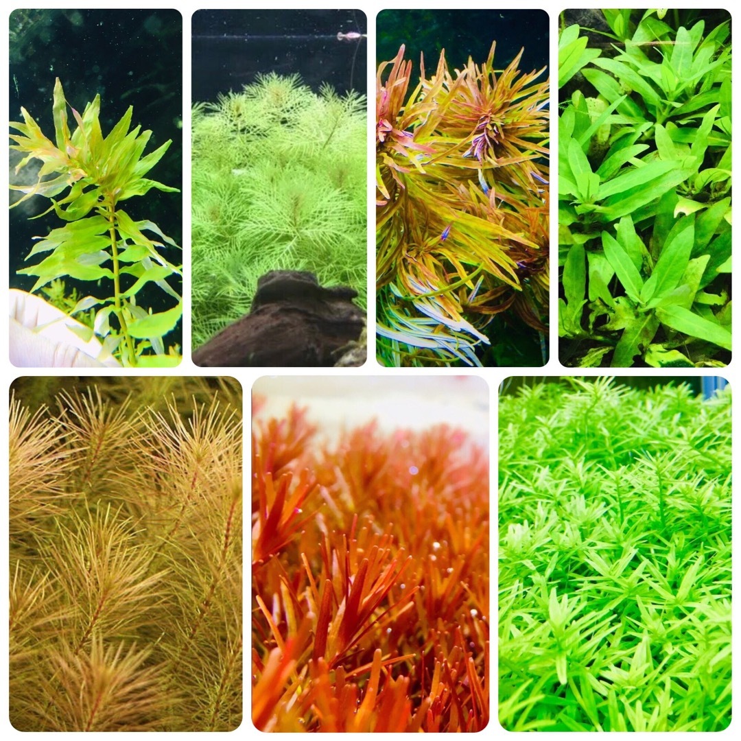水草セット　7種類 水中葉　無農薬　無害虫 その他のペット用品(アクアリウム)の商品写真