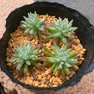 グリセリア　4苗　セダム属　多肉植物(その他)