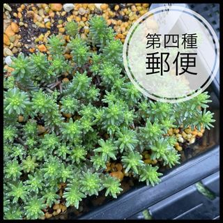 多肉植物　セダム　サクサグラレモスグリーン　カット苗　20カット(その他)