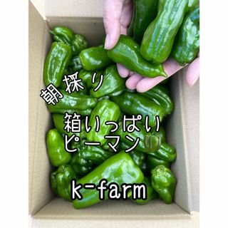 箱いっぱい　ピーマン　農家直送　新鮮野菜　野菜　フレッシュ　朝採り　ハウス栽培(野菜)