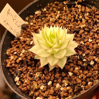 ずっしりさん☆ 韓国苗 エケベリア シルエット×ダークアイス 多肉植物 ずっしりさん☆ 韓国苗 エケベリア シルエット×ダークアイス 多肉植物