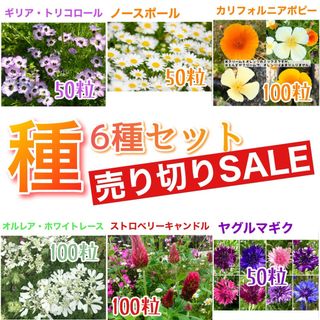 種6種セット  売り切りSALE①(その他)