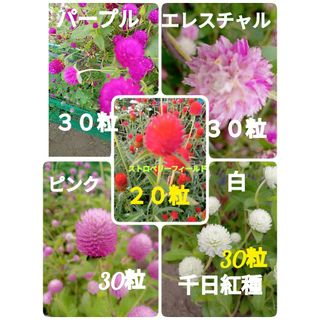 5種類の千日紅種(その他)